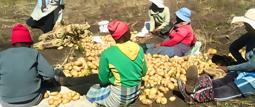In May, a group of seven smallholder farmers celebrated a successful harvestafter months of hard work. This dedicated group, based in Sekokong, Mokhotlong. Photo: LHDA