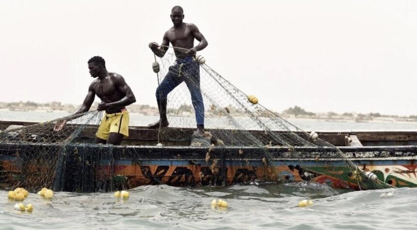 Senegalese fishermen pull their fishing nets out of the water in Joal-Fadiouth, south-east of the capital Dakar. © AFP - SEYLLOU