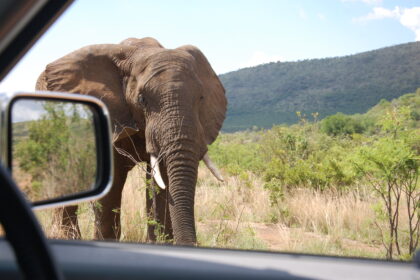Elephant at the Pilanesberg National Park, South Africa