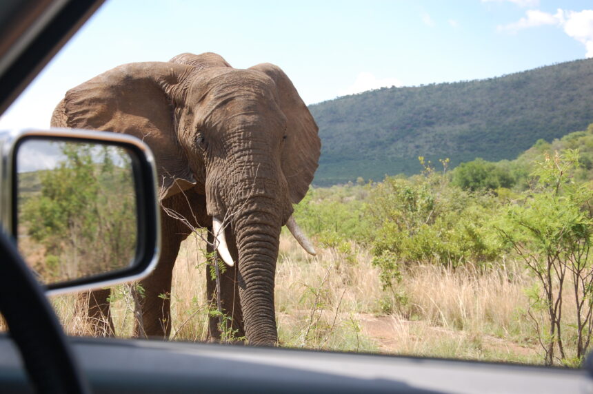 Elephant at the Pilanesberg National Park, South Africa